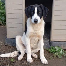 ELIOT, Hund, Deutscher Schäferhund-Jagdhund-Mix in Griechenland