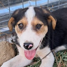 ALEX, Hund, Griechischer Laufhund-Mix in Griechenland