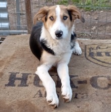 ALEX, Hund, Griechischer Laufhund-Mix in Berlin