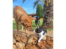 TAYARI, Hund, Mischlingshund in Bornheim