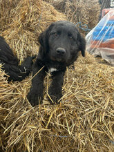 JAN, Hund, Mischlingshund in Rumänien