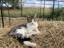 LOKI, Katze, Hauskatze in Stahnsdorf