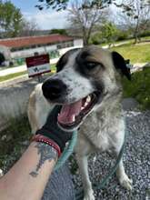 BOYANA, Hund, Mischlingshund in Bulgarien