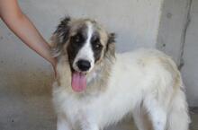 LEXEY, Hund, Maremmano-Mix in Italien