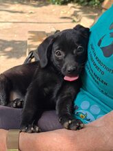 CORA, Hund, Mischlingshund in Bulgarien