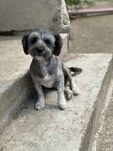 DANI, Hund, Mischlingshund in Rumänien