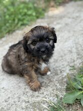 DAWI, Hund, Mischlingshund in Rumänien