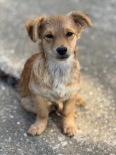 BRÖSEL, Hund, Mischlingshund in Köln