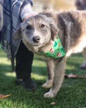 RUBY, Hund, Mischlingshund in Herxheim