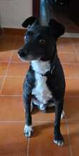BLACK, Hund, Pinscher-Mix in Burgstetten