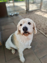 MILOU, Hund, Mischlingshund in Hamburg