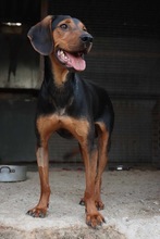 PRAY, Hund, Mischlingshund in Griechenland