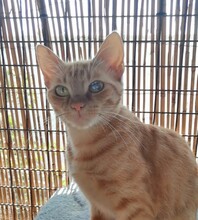 BROWYN, Katze, Europäisch Kurzhaar in Langenzenn