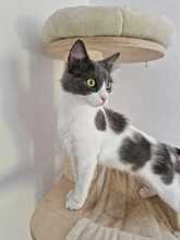 KIRA, Katze, Norwegische Waldkatze-Mix in Langenzenn
