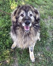 VLADI, Hund, Kaukasischer Schäferhund-Mix in Ungarn