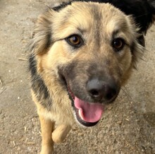EDDA, Hund, Mischlingshund in Rumänien