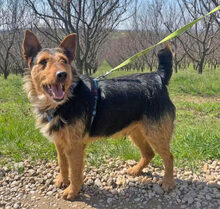 FOXI, Hund, Terrier-Mischling in Rumänien