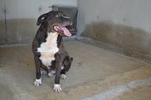 BOLIVAR, Hund, Molosser in Italien