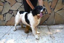 ALARICO, Hund, Mischlingshund in Italien