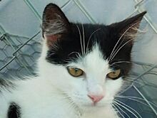 DUNJA, Katze, Europäisch Kurzhaar in Spanien