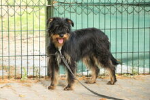 SONIA, Hund, Mischlingshund in Großröhrsdorf