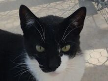 TOM, Katze, Europäisch Kurzhaar in Spanien