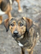 KONA, Hund, Mischlingshund in Bulgarien