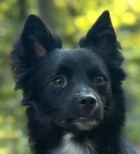 NERINO, Hund, Volpino Italiano-Mix in Markt Indersdorf