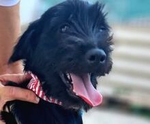 ENYO, Hund, Mischlingshund in Griechenland