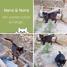 NERA, Katze, Europäisch Kurzhaar in Italien