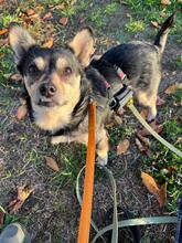 LOTTI, Hund, Mischlingshund in Hannover