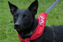 THEO, Hund, Mischlingshund in Bernitt