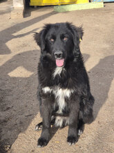 BLACKY, Hund, Mischlingshund in Bulgarien