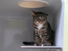 JANE, Katze, Europäisch Kurzhaar in Hamburg