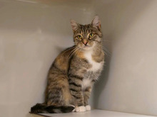 MONTANA, Katze, Europäisch Kurzhaar in Hamburg