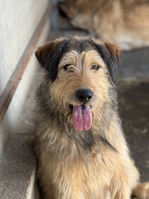 KLIKKER, Hund, Schnauzer-Deutscher Schäferhund-Mix in Ungarn