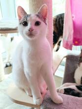 IVET, Katze, Europäisch Kurzhaar in Erkrath