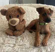NESS, Hund, Yorkshire Terrier-Pinscher-Mix in München