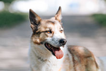 USHAN, Hund, Mischlingshund in Schwandorf