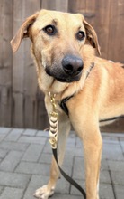 UMA, Hund, Mischlingshund in Zwickau