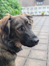 HAZEL, Hund, Mischlingshund in Rotenburg