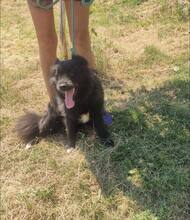 JESSIE, Hund, Mischlingshund in Bulgarien