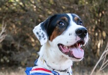 BERLIN, Hund, Mischlingshund in Griechenland