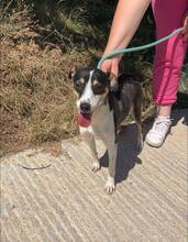 ESTHER, Hund, Mischlingshund in Bulgarien