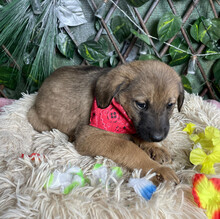 LIONEL, Hund, Mischlingshund in Rumänien