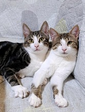 KRASEN, Katze, Europäisch Kurzhaar in Sarstedt