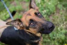 NAYRA, Hund, Mischlingshund in Kroatien