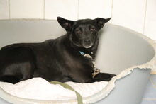 TASHA, Hund, Mischlingshund in Großröhrsdorf