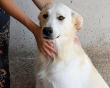 RURIK, Hund, Mischlingshund in Italien