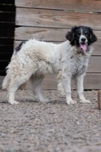 MIKI, Hund, Mischlingshund in Rumänien